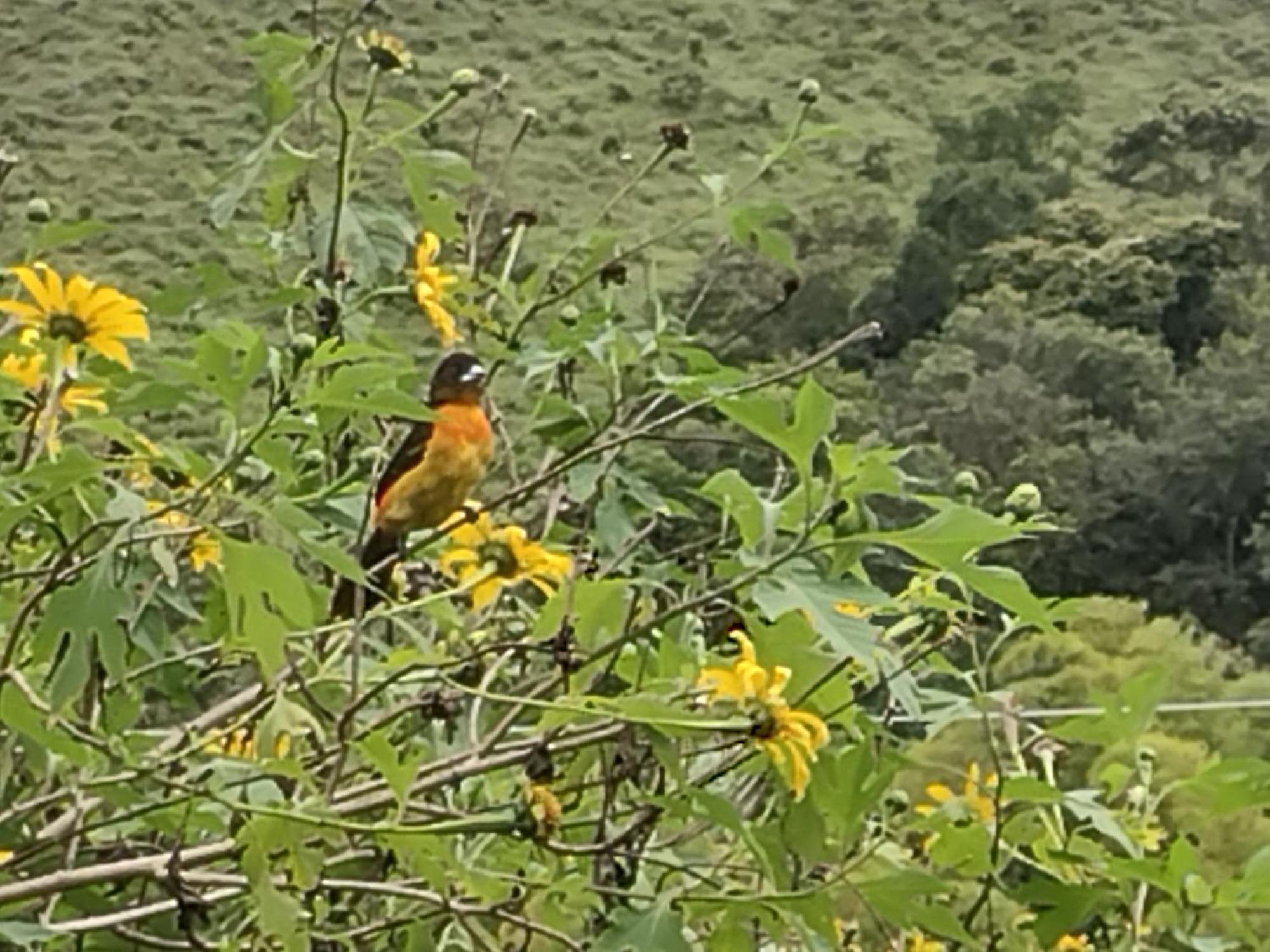 Hostal Sueno Paraiso- Observatorio Astronomico Popayán Buitenkant foto